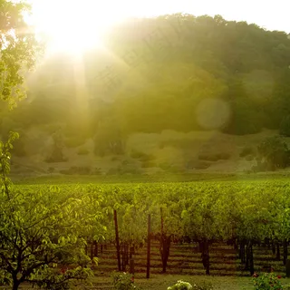 纳帕的日落 纳帕的日落