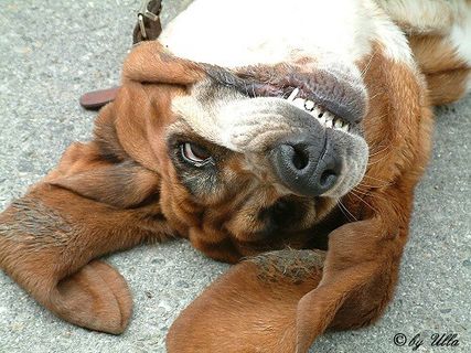 哺乳动物,日本土佐犬,工艺品,光头强,拳师犬,玛普尔小姐