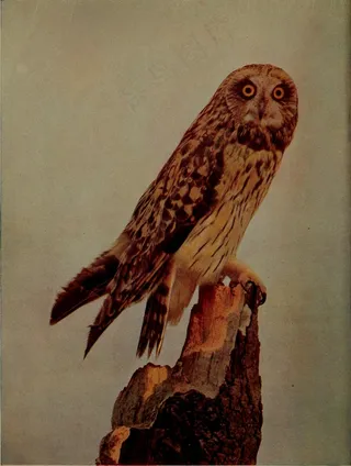 图片来自“鸟类与自然”（1900年）第43页