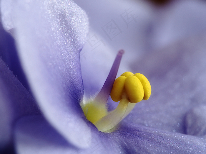 非洲堇,藏红花,番红花,紫罗兰,花卉,宏测试