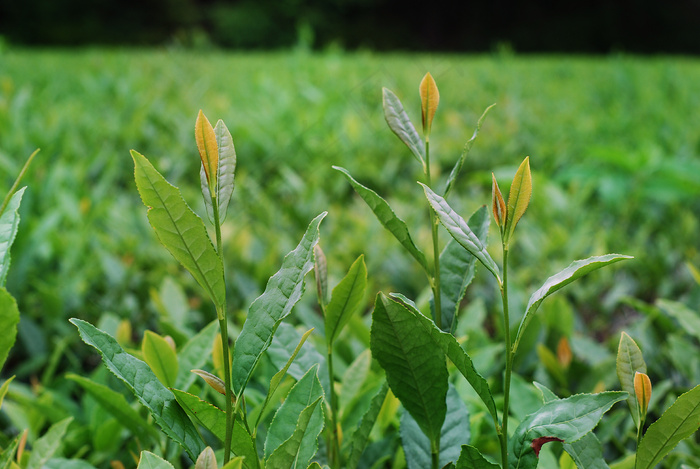 茶叶,茶树,茶叶树,茶地,果林,茶园8034