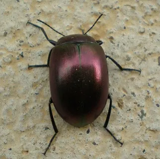 未知的闪亮甲虫