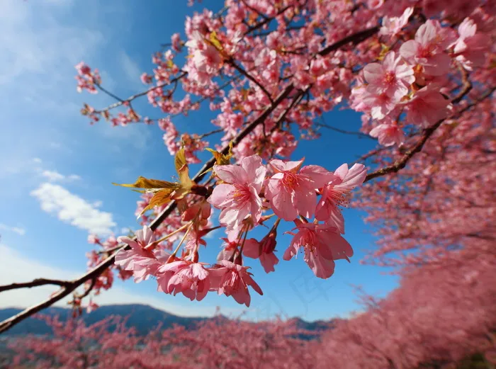 云南樱花,樱花树,日本樱花,樱花,樱花盛开,樱花/樱花/桜