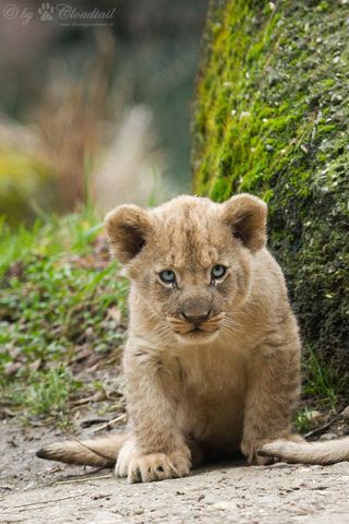 狮子,小狗,狮虎兽,工艺品,美洲狮,小狮子