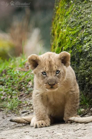 狮子,小狗,狮虎兽,工艺品,美洲狮,小狮子