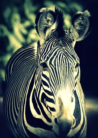 斑马,草原斑马,工艺品,绘画,,斑马