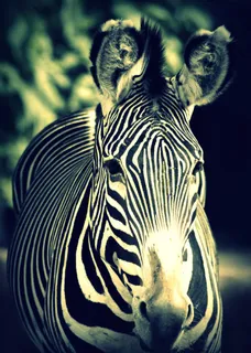 斑马,草原斑马,工艺品,绘画,,斑马 斑马,草原斑马,工艺品,绘画,,斑马