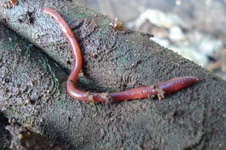蚯蚓,红背蝾螈,无肺螈,环节动物,蠕虫,红色摇摆虫