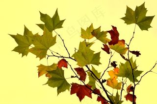 枫叶,工笔画,梧桐叶,枫叶槭,红枫叶,变化