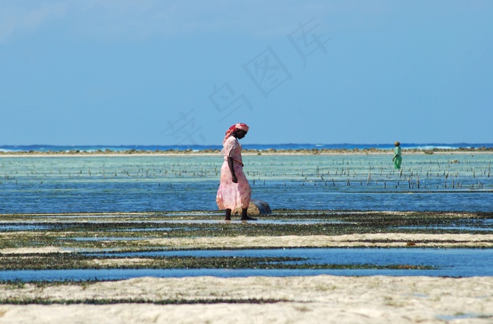 海洋,湖泊,婚纱写真,薰衣草,海滨,海藻收集在退潮