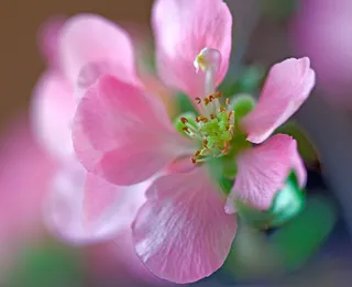 海棠花,垂丝海棠,西府海棠,蝴蝶兰,苹果花,巴黎的礼物