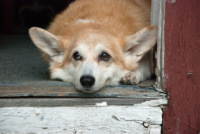 柯基犬