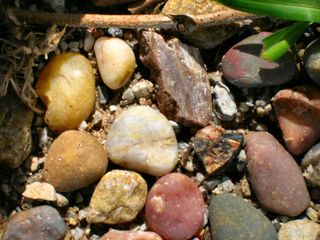 砾石,生石花,蜣螂,小蜗牛,石头,石汤花