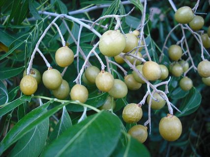 黄皮,黄皮树,枣树,冬枣,黄皮果核,无皂