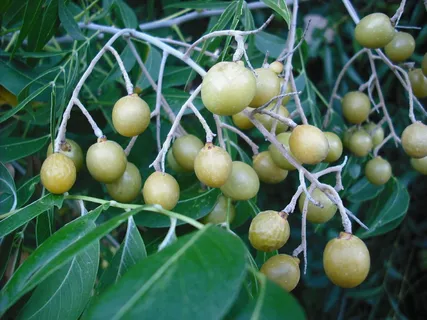 黄皮,黄皮树,枣树,冬枣,黄皮果核,无皂