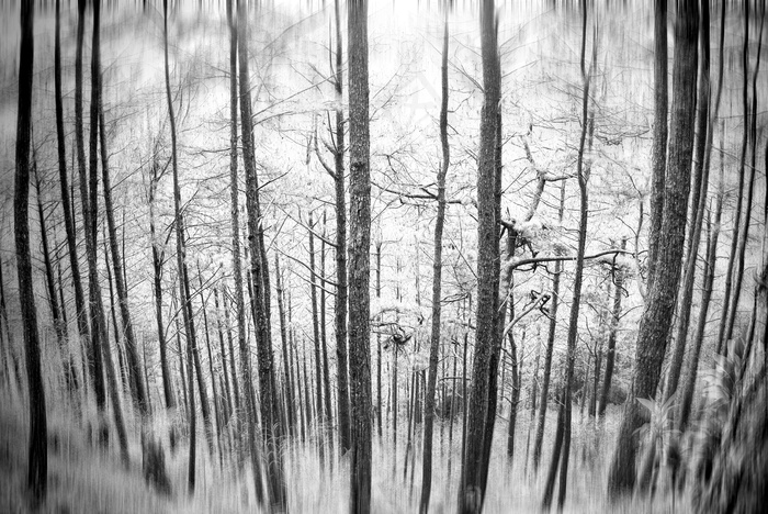 竹林,文字图片,卡通动漫人物,窗户,图画,喜怒无常的森林