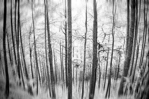 竹林,文字图片,卡通动漫人物,窗户,图画,喜怒无常的森林