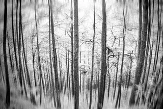 竹林,文字图片,卡通动漫人物,窗户,图画,喜怒无常的森林