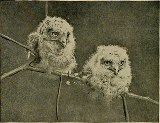 图片来自“动物快照及其制作方法”（第1905页）的第329页