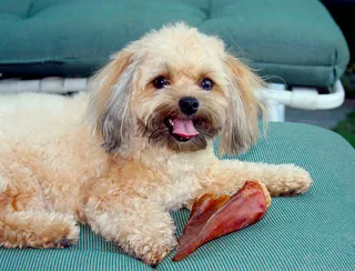 Geronimo找到了Goji的猪耳！