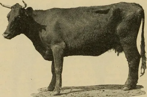 图片来自“包装者”百科全书的第17页；美国肉类包装及相关行业的蓝皮书；现代包装工厂实践手册，肉类及相关行业的统计手册以及肉类目录包装，公关