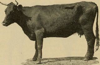 图片来自“包装者”百科全书的第17页；美国肉类包装及相关行业的蓝皮书；现代包装工厂实践手册，肉类及相关行业的统计手册以及肉类目录包装，公关