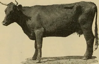 图片来自“包装者”百科全书的第17页；美国肉类包装及相关行业的蓝皮书；现代包装工厂实践手册，肉类及相关行业的统计手册以及肉类目录包装，公关