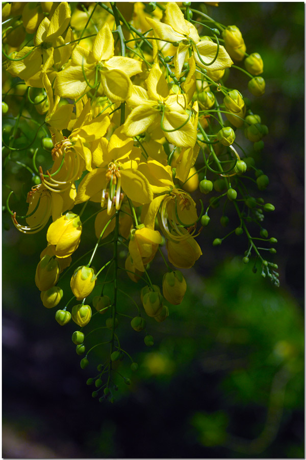 植物,腊肠树,树,花卉,盆栽植物,DSC_7206-金色淋浴树