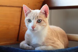 小狗,玩具,曼切堪猫,狮子猫,重点色短毛猫,史丹利