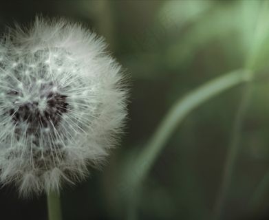 薄公英,蒲公英,床单,被子,模糊图片,植物
