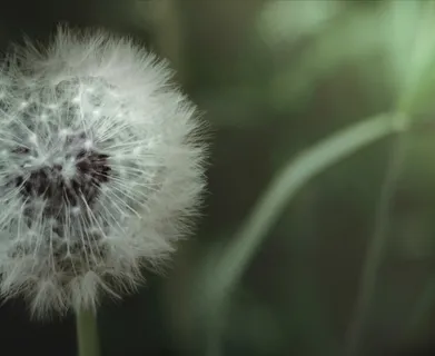 薄公英,蒲公英,床单,被子,模糊图片,植物 薄公英,蒲公英,床单,被子,模糊图片,植物