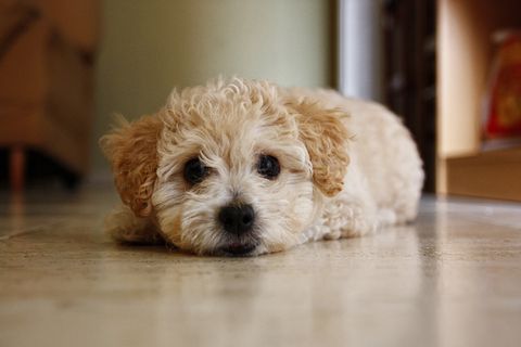 玩具,小狗,香槟色贵宾,迷你贵宾犬,宠物犬,Ninocha