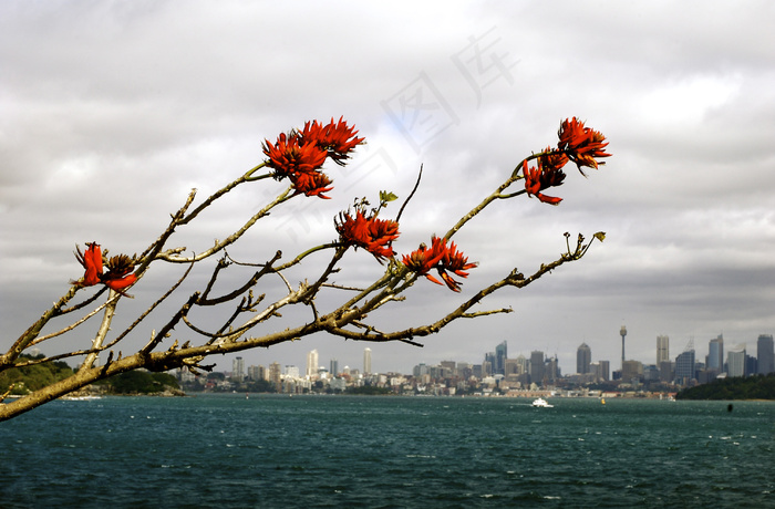 植物,花卉,工笔画,天空,悉尼港