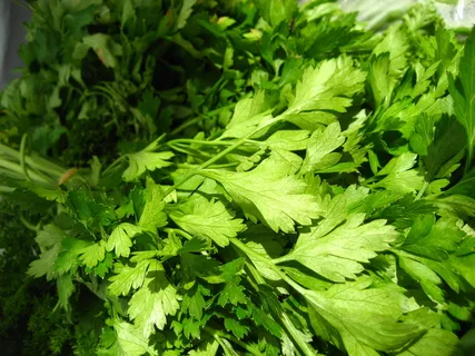 香菜,意大利欧芹,茼蒿,香芹,树,平叶欧芹 香菜,意大利欧芹,茼蒿,香芹,树,平叶欧芹