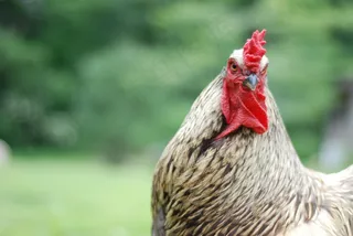 芦花鸡,肉用鸡,横斑芦花鸡,汶上芦花鸡,矮脚鸡,亲爱的03