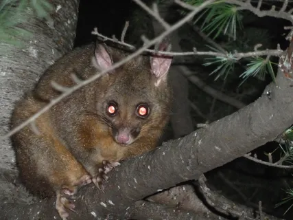 婴猴,电线,袋貂,盆栽植物,水管,负鼠