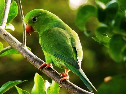 PERIQUITO RICO-UMLEGÍTIMOBRASILEIRO PERIQUITO RICO-UMLEGÍTIMOBRASILEIRO