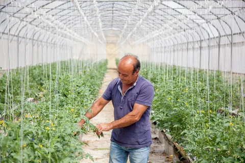 大棚,紫露草属,男孩,菜棚,塑料大棚,西瓜的男人8