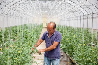 大棚,紫露草属,男孩,菜棚,塑料大棚,西瓜的男人8