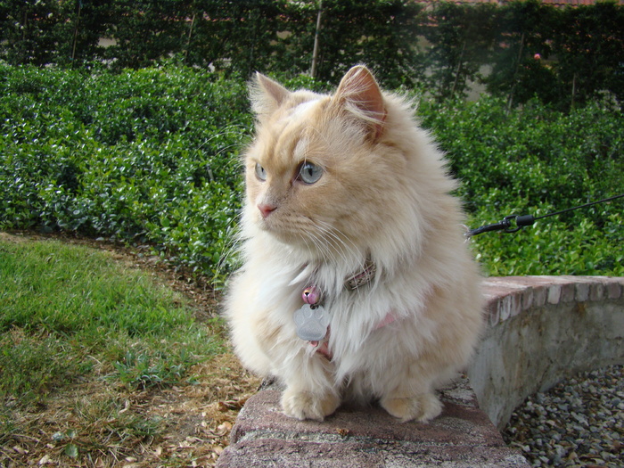 狮子猫,金吉拉猫,布偶猫,猫,挪威森林猫,蒙奇金早晨