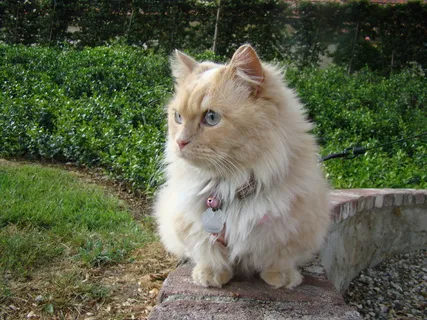 狮子猫,金吉拉猫,布偶猫,猫,挪威森林猫,蒙奇金早晨 狮子猫,金吉拉猫,布偶猫,猫,挪威森林猫,蒙奇金早晨