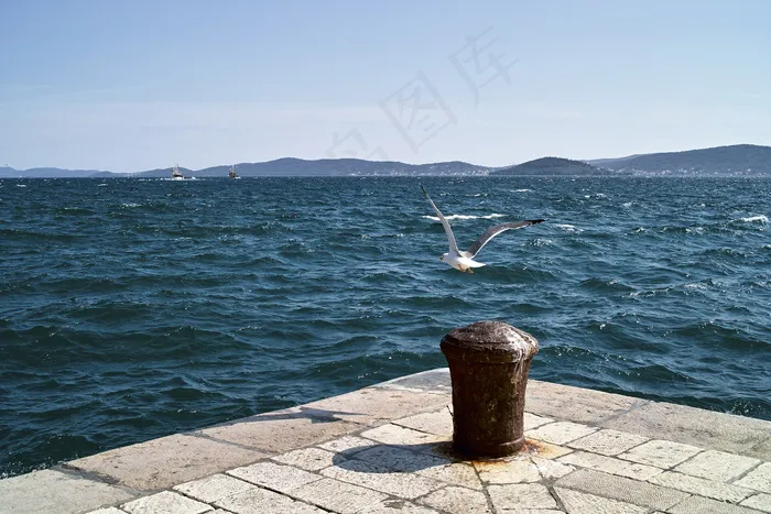 海鸥,漂泊信天翁,湖泊,海洋,信天翁,海鸥起飞