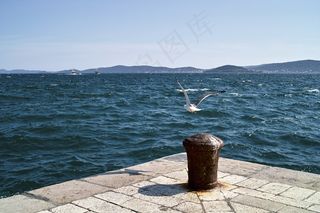 海鸥,漂泊信天翁,湖泊,海洋,信天翁,海鸥起飞