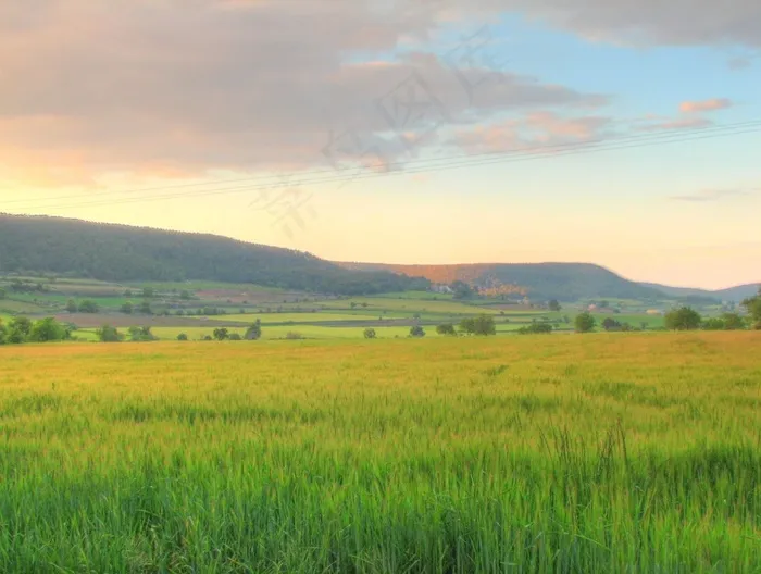 稻田,薰衣草,草地,风景,草原,布拉特营