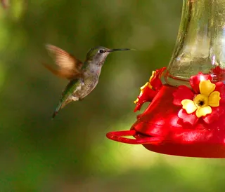 蜂鸟,红喉北蜂鸟,黄腰太阳鸟,叉尾太阳鸟,长嘴捕蛛鸟,蜂鸟