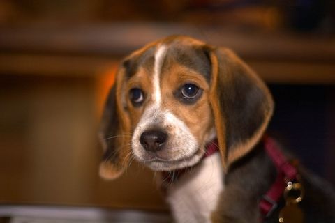 猎兔犬,猎狗,巴吉度犬,捕狐犬,达克斯狗,CRW_9716