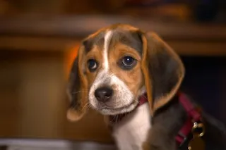 猎兔犬,猎狗,巴吉度犬,捕狐犬,达克斯狗,CRW_9716