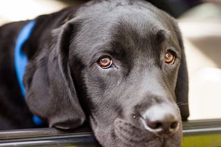 拉不拉多,威玛猎犬,拉布拉多犬,意大利卡斯罗犬,大丹犬,好小狗