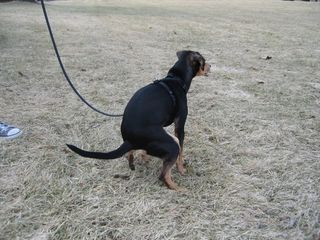 小狗,杜宾犬,曼彻斯特梗,罗维纳,罗威纳犬,米娅的大便顺序4