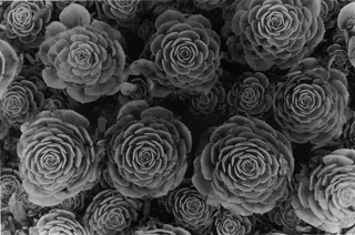 玉蝶,宝石花,石莲花,莲花掌,玉龙观音,3-D多肉植物